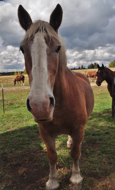 horse closeup
